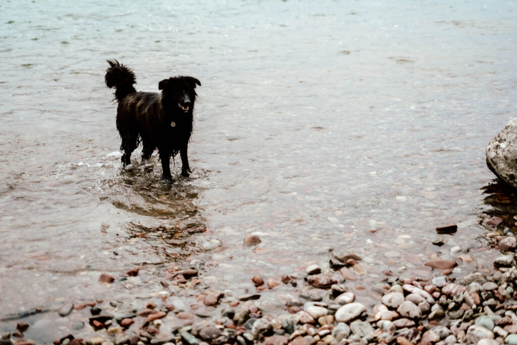 Family dog. Dog in the river.