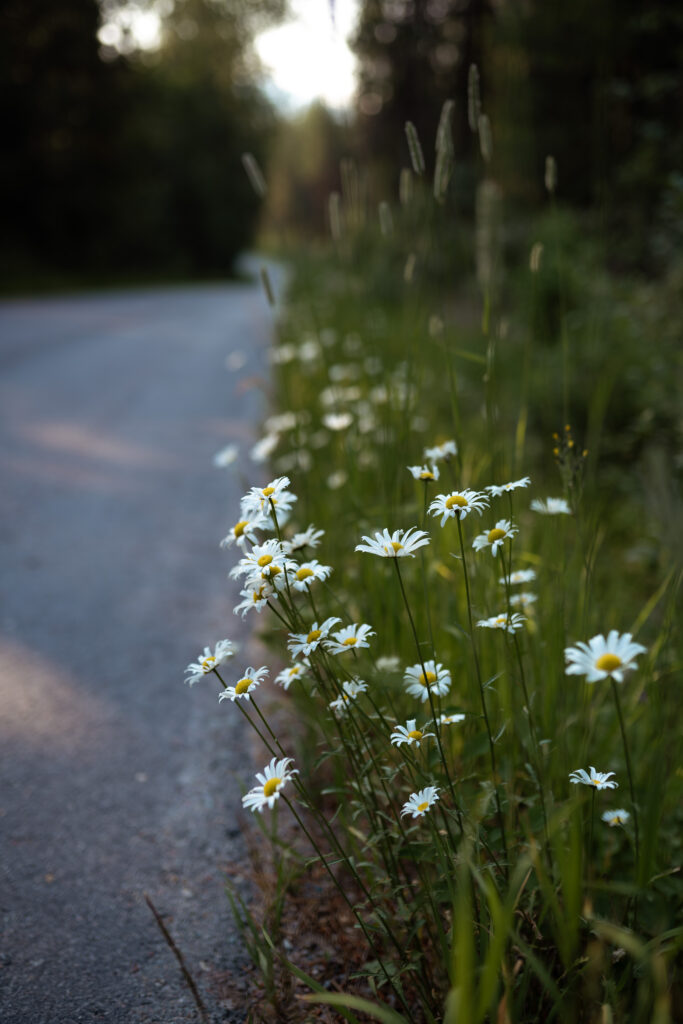 Daisies on the road leading to a wedding cabin in the woods.