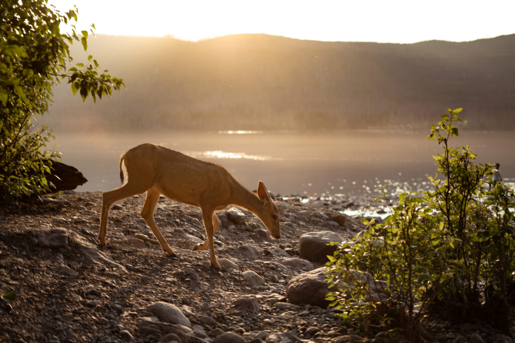 Beautiful doe drinking from the creek that runs along Lake McDonald Lodge as the sun sets beyond the mountains.